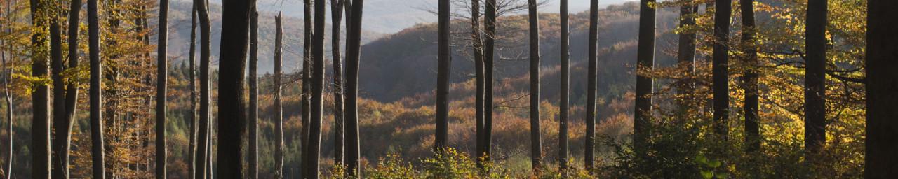 Wälder im Wienerwald