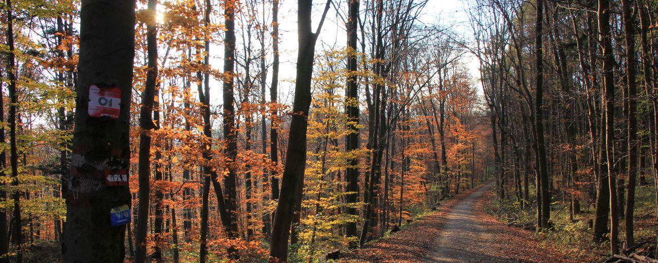 Naturpark Föhrenberge