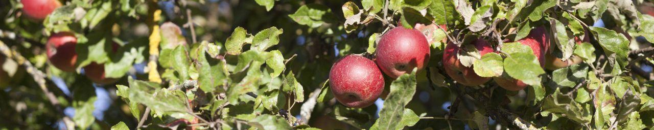 roter Apfel