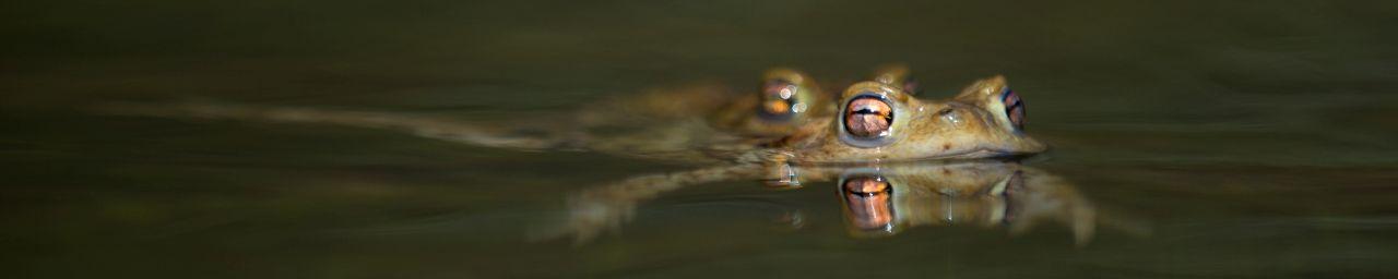 Kröten im Wasser