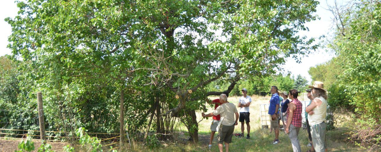 TeilnehmerInnen des Obstbaumschnittkurses in Maria Enzersdorf unter einem großen Obstbaum