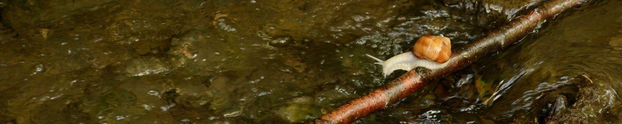 Schnecke auf Ast über Wasser