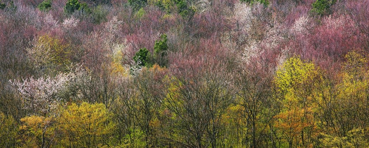 Frühling im Wienerwald