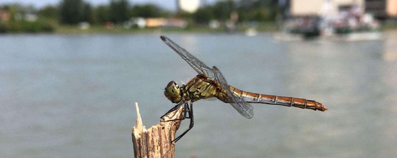 Libelle