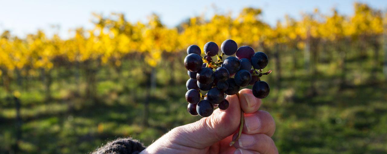 Traube vor Weinberg