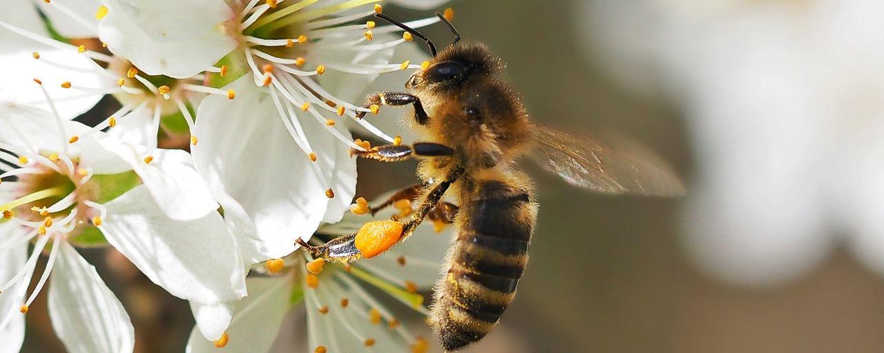 Biene auf Schlehenblüte