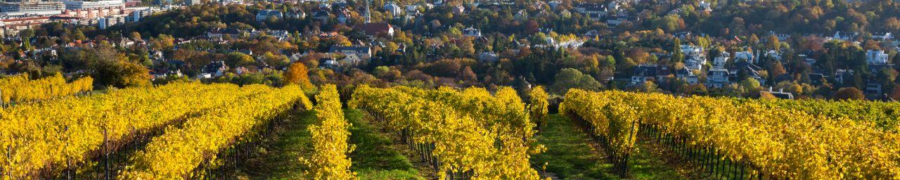 Weinbauregion Thermenlinie