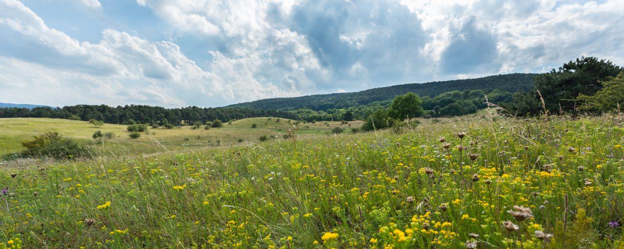 Blick in den Wienerwald