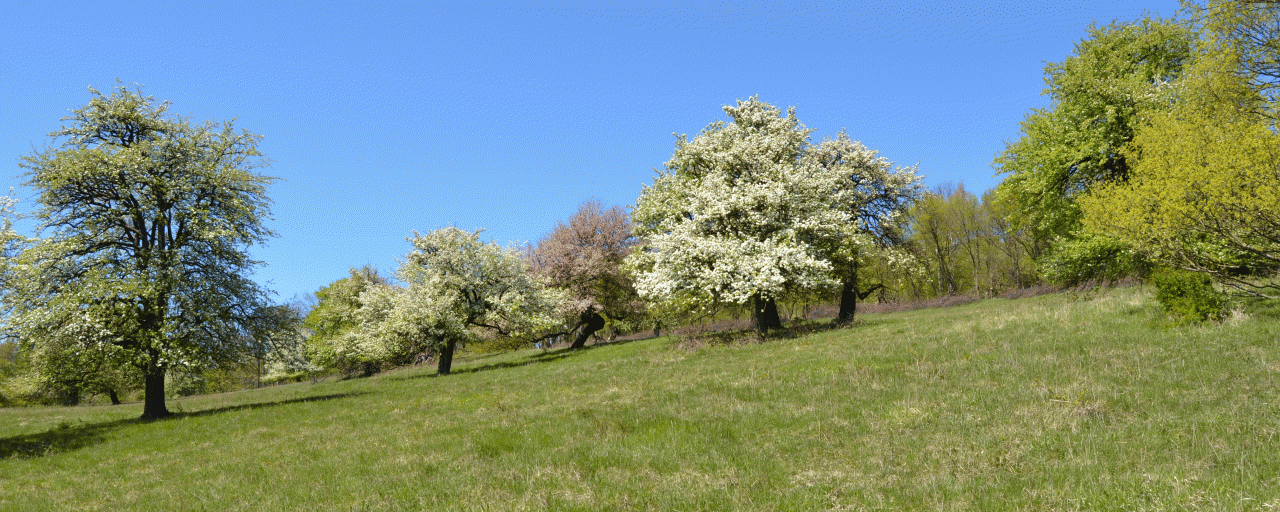 Streuobstwiese