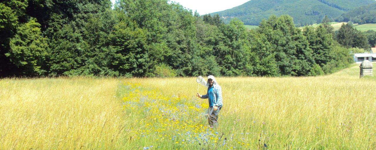 Forscher auf einer blühenden Wiese