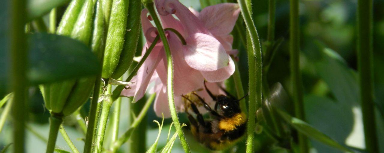 Biene auf rosa Blüte