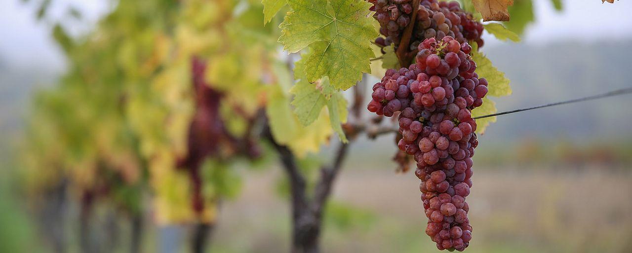 rote Weintrauben auf Weinstock