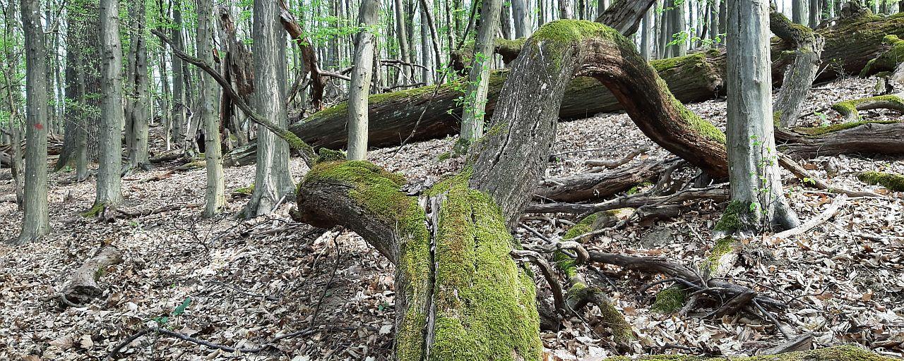 großer mit Moos bewachsener Baumstamm im Wald liegend
