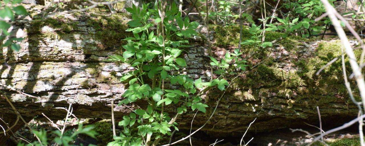 Baumstamm im Wald