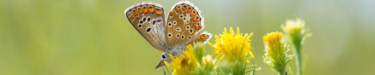 Falter auf gelber Blume