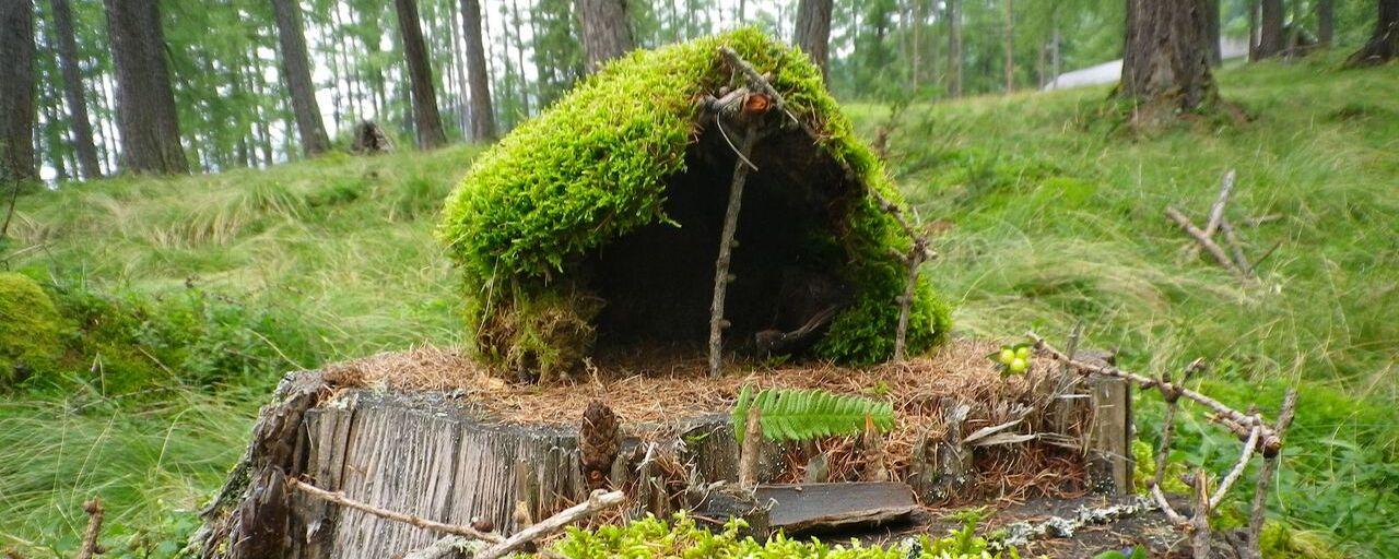 Mooshäuschen auf Baumstamm