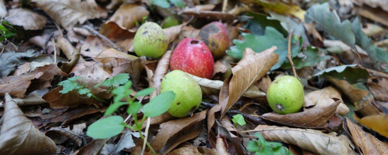 Speierlingfrüchte auf Waldboden