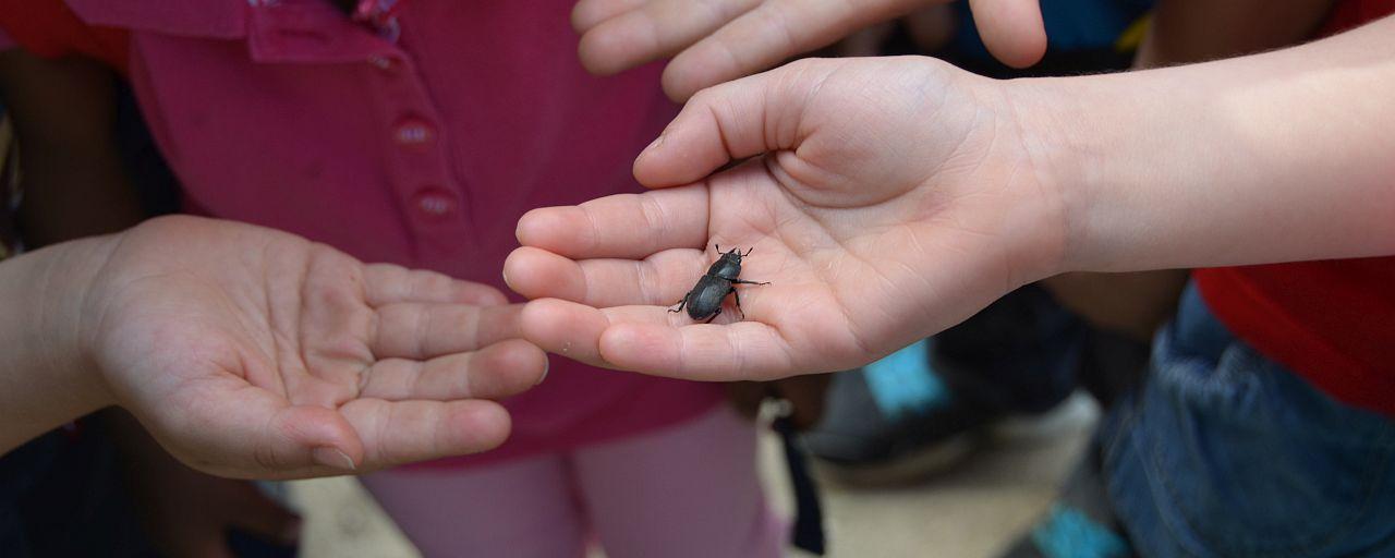 Kinder halten einen Käfer in der Hand