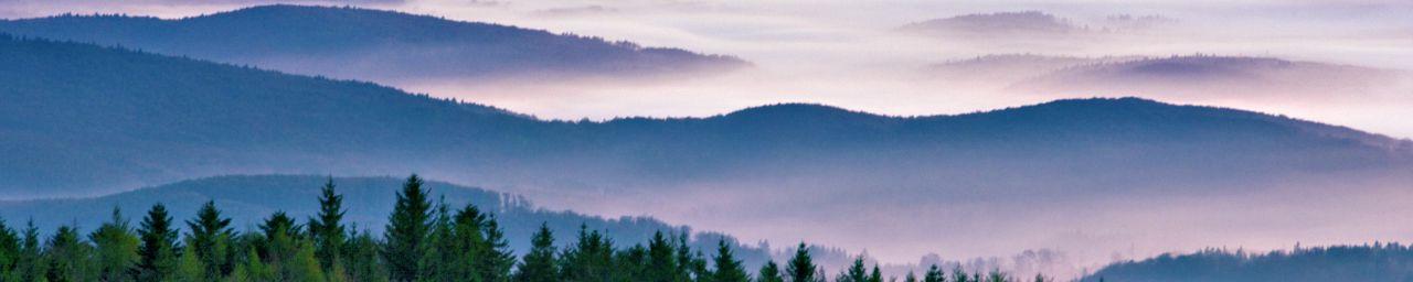 Nebel im Wienerwald