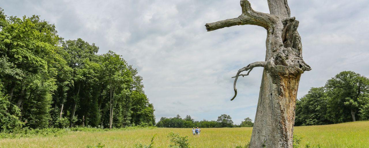 abgebrochener Baum im Vordergrund mit Wiese und Himmel im Hintergrund