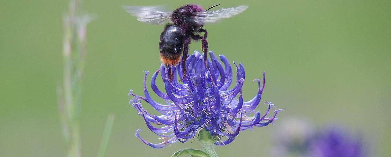 Biene auf lila Blüte