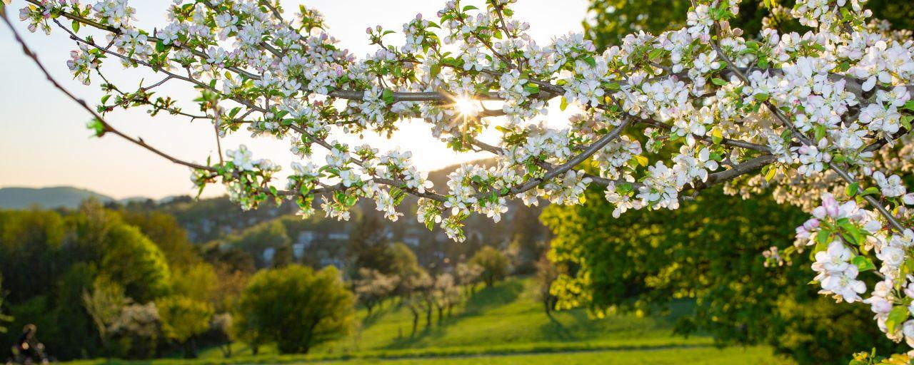 Ast mit Blüten und Streuobstwiese im Hintergrund