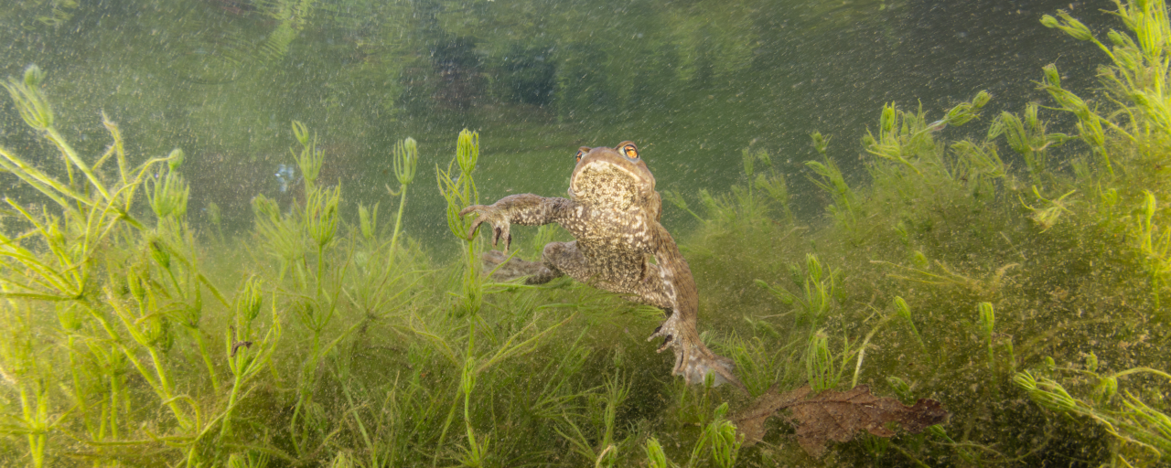 Amphibien wandern wieder