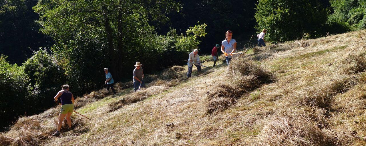 freiwillige HelferInnen rechen Schnittgut zusammen