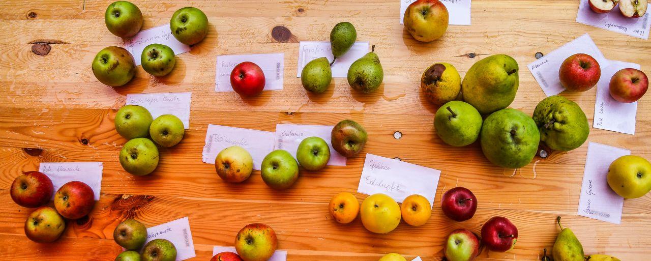 unterschiedliche Apfel und Birnensorten auf Heurigentisch von oben fotografiert