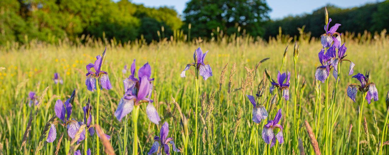 Lilien auf einer Wiese