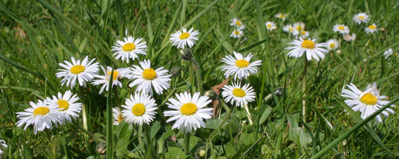 Gänseblümchen auf Wiese