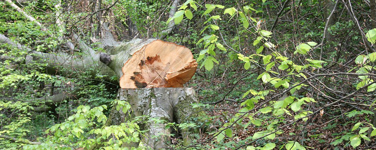 gefällter Baum am Boden liegend