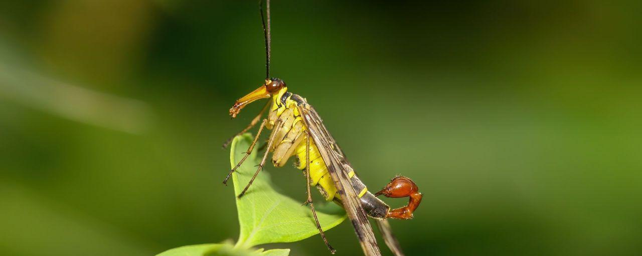 Gemeine Skorpionsfliege