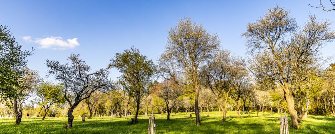 Streuobstwiese im Frühling