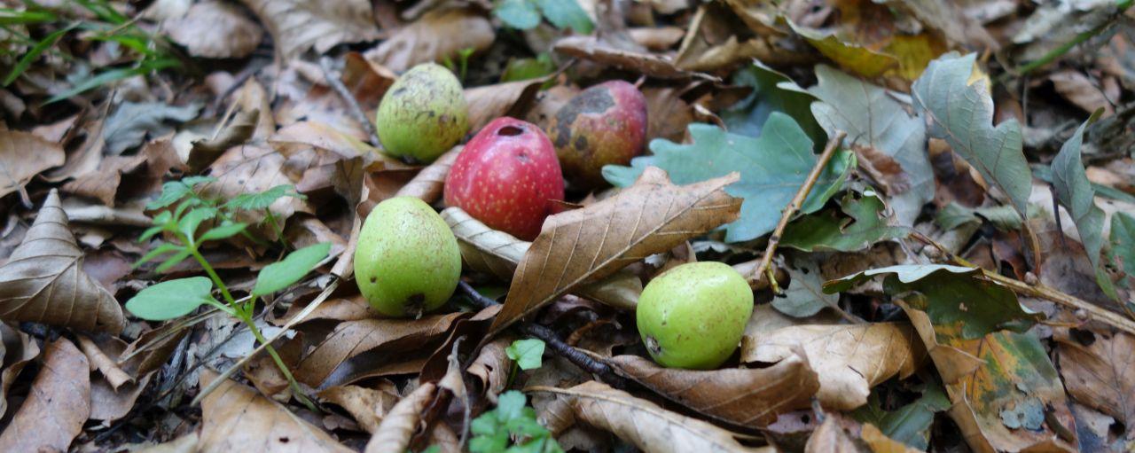 Wildobst am Waldboden