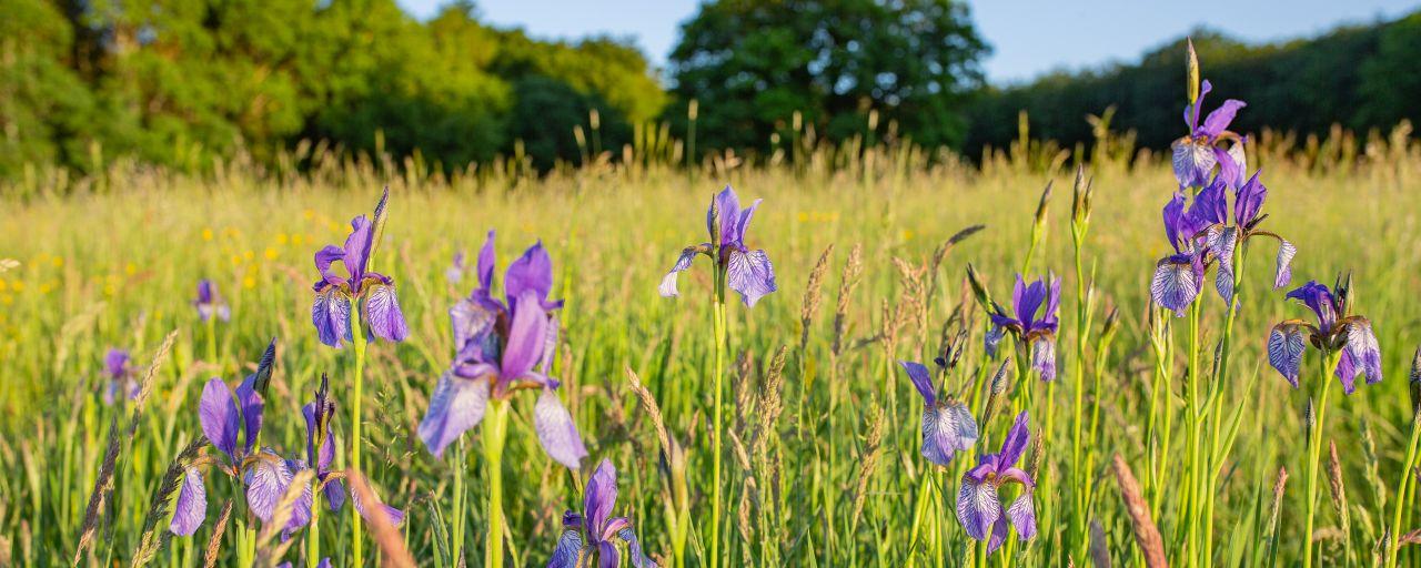 Schwerlilien