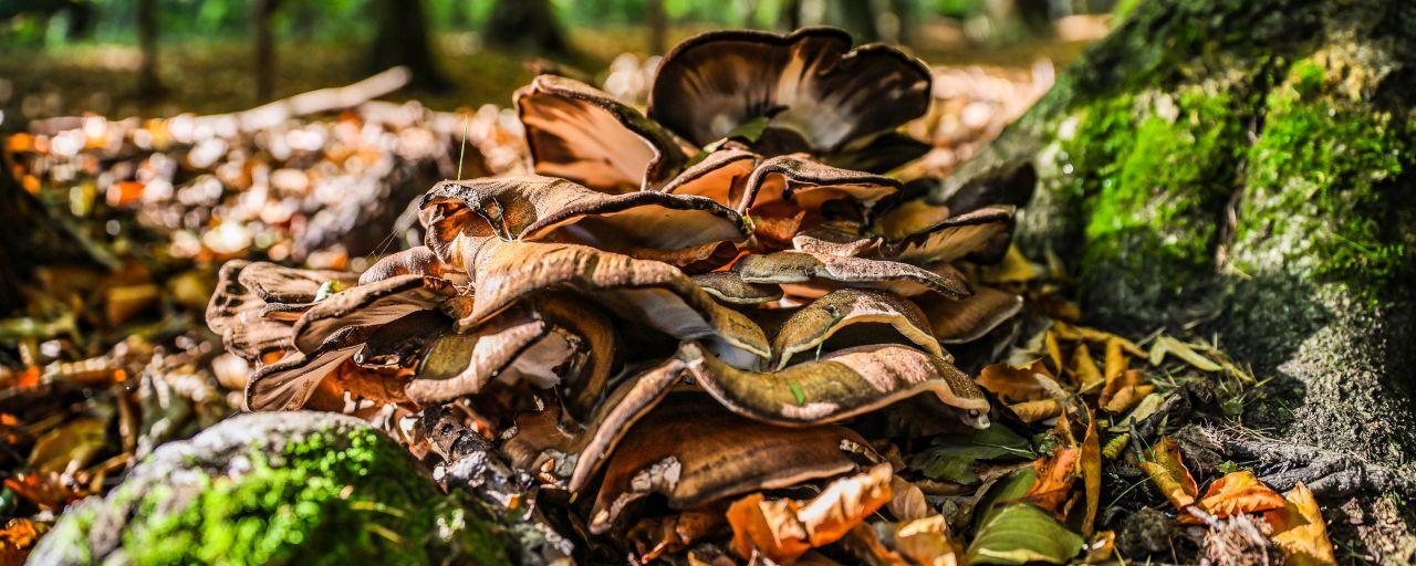 Pilze auf Totholz im Wald