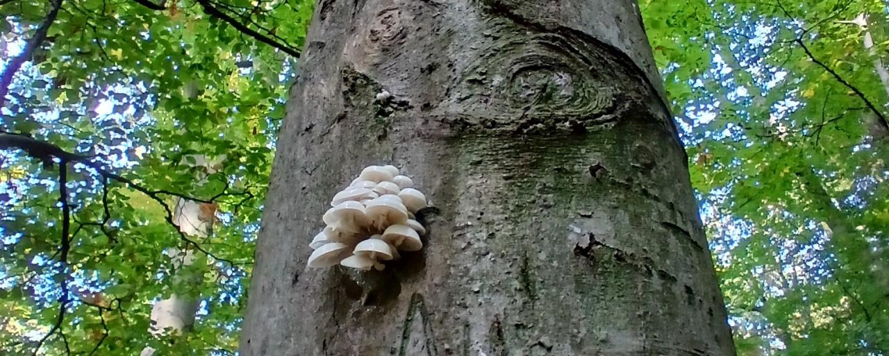 Hohe Bäume und Pilze