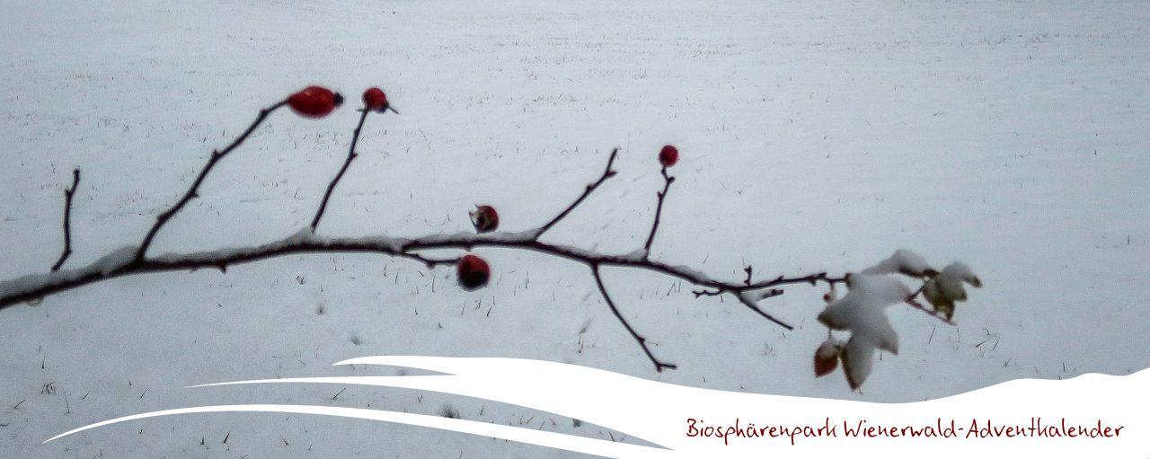 Biosphärenpark Adventkalender 2025