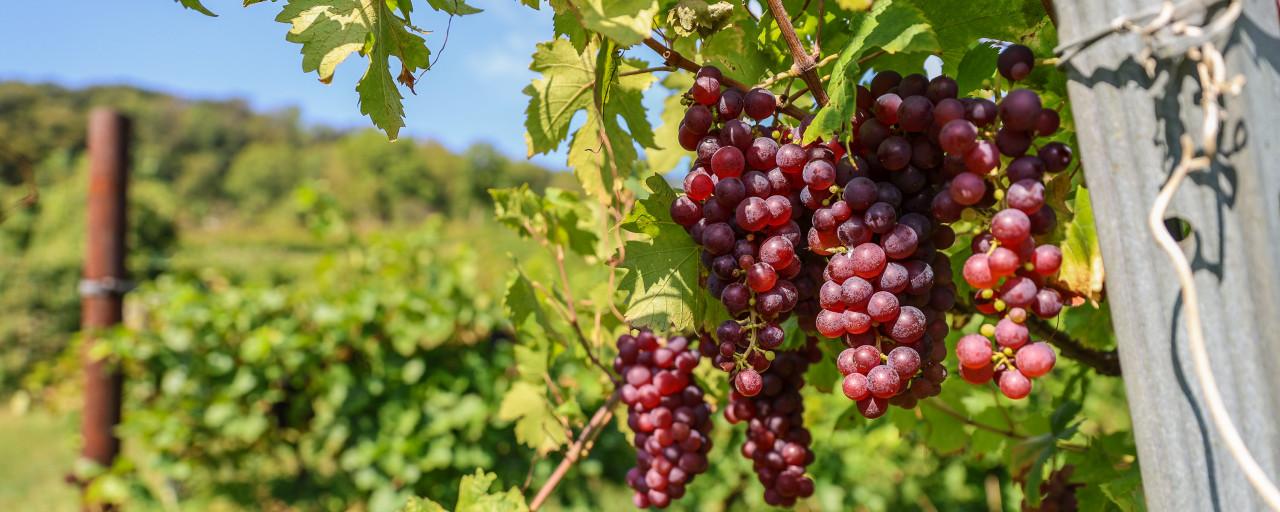 Einreichung Der Wein 2026