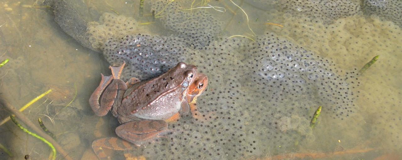 Grasfrösche bei der Paarung.