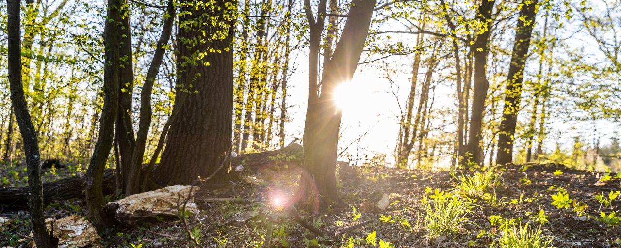 21. März internationaler Tag des Waldes