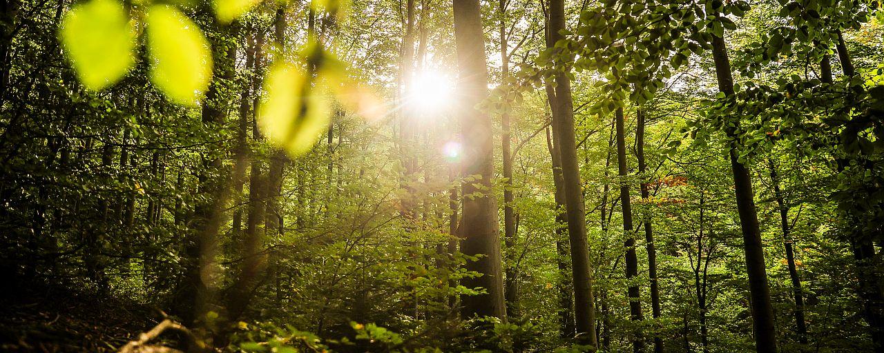 Sonnenlicht im Wald