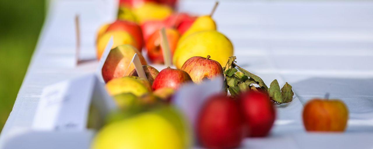 Apfelsorten auf Tisch