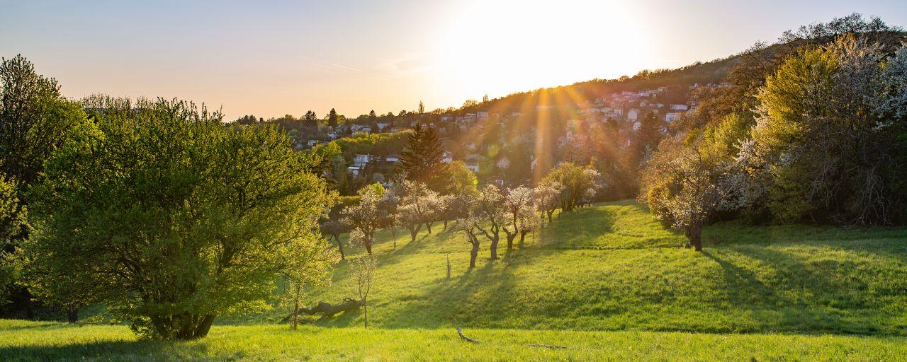 Streuobstwiese im Frühling