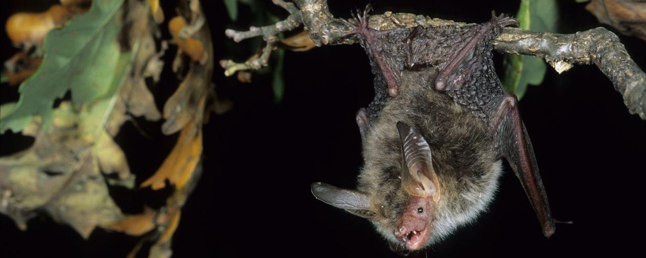 Bechsteinfledermaus, Myotis bechsteinii