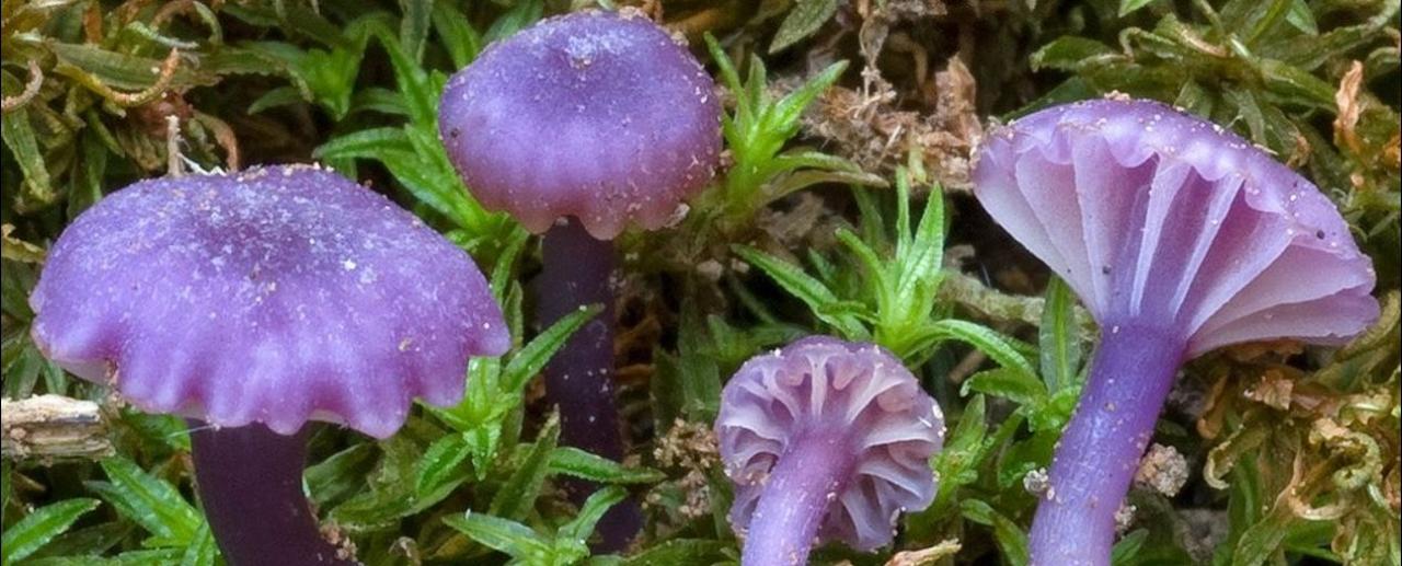 Chromosera viola