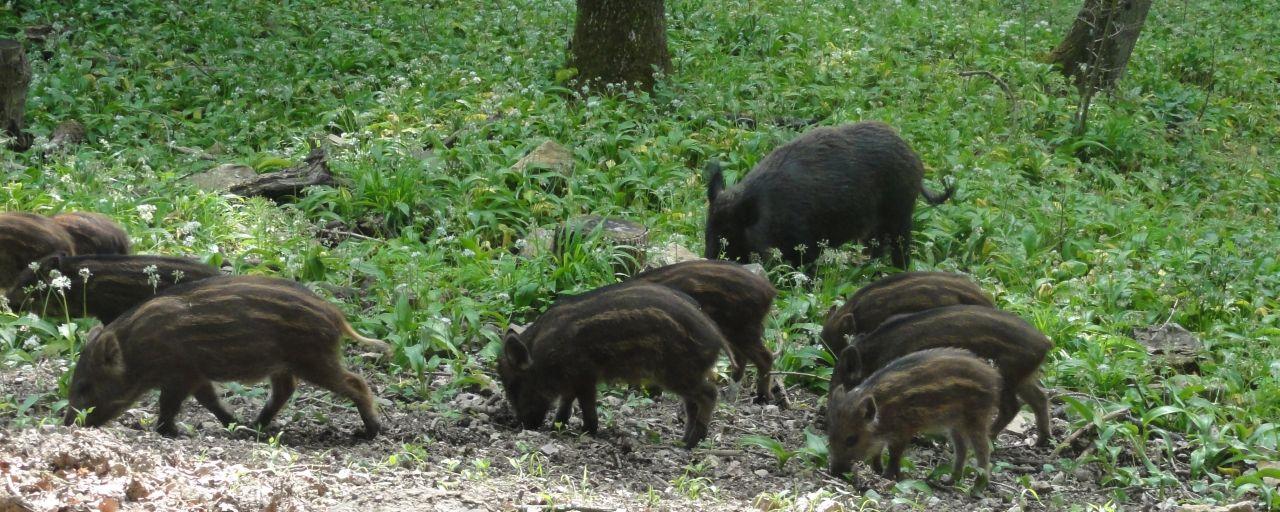 Wildschweinrotte