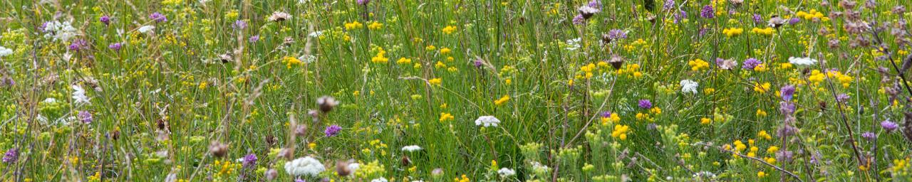 Bunte Wiese