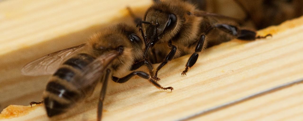 Bienen